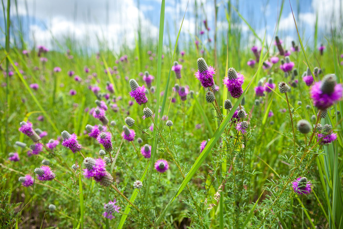 A Prairie Walk in Greenwood County with the Greenwood Conservation District